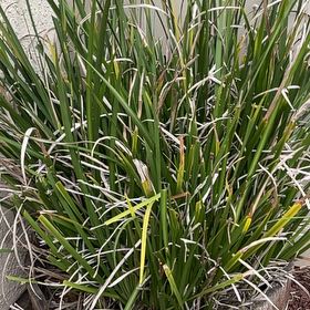 Photo of the plant species African Lily by @SageSalsa1 named Delilah on Greg, the plant care app