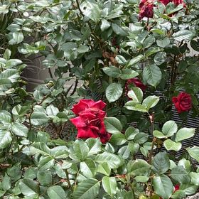 Photo of the plant species Japanese Rose by @SageSalsa1 named Plato on Greg, the plant care app