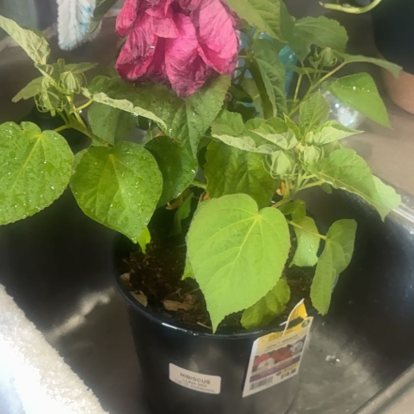 Photo of the plant species Hibiscus Moscheutos by @PeakCat46 named Homer on Greg, the plant care app