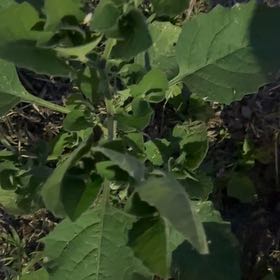 Photo of the plant species Black Nightshade by @HeroineOxlip27 named Hamilton on Greg, the plant care app