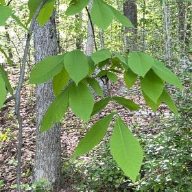 Photo of the plant species Carya Glabra by @SirLilacmist73 named McKinley on Greg, the plant care app