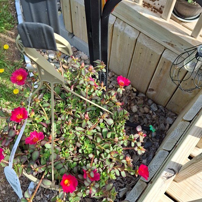 Photo of the plant species Portulaca Umbraticola by @KeyCassava18 named Rainier on Greg, the plant care app
