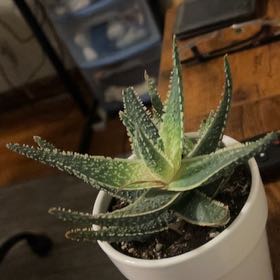 Photo of the plant species Star Aloe by @RoundMelon33 named Figyonce on Greg, the plant care app