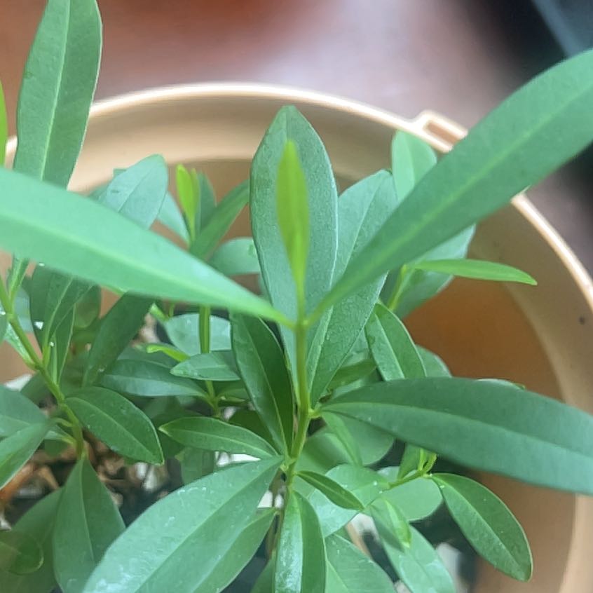Photo of the plant species Alligatorweed by @ZippyBarley2 named Coco on Greg, the plant care app