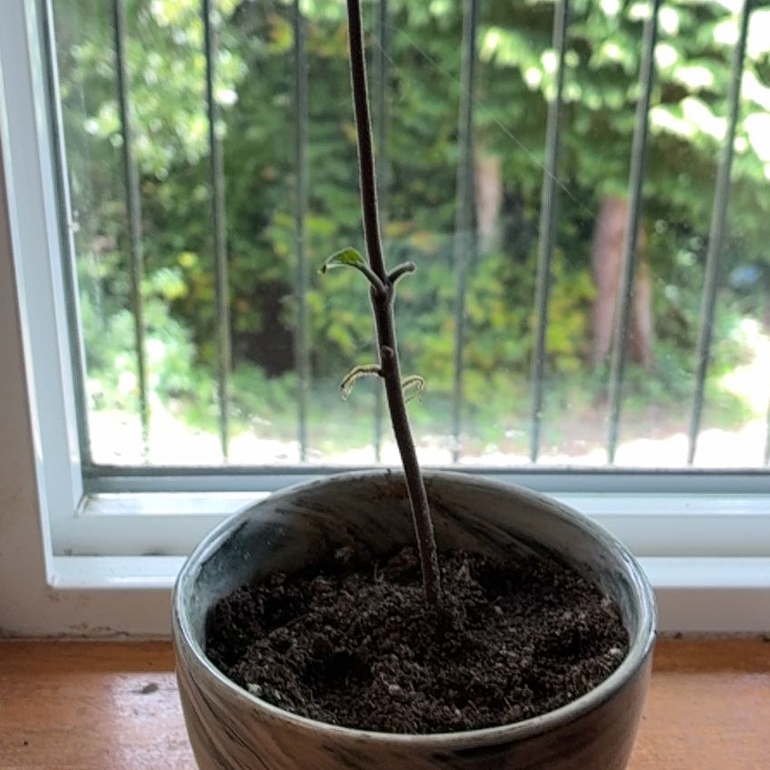 Photo of the plant species Hoya parviflora by @YesHenbane56 named Mochi on Greg, the plant care app