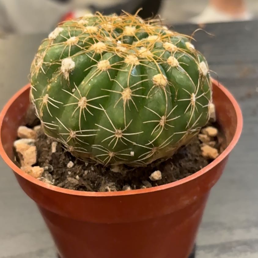 Photo of the plant species Green Tomato Cactus by @DeftWaxivy56 named Luna on Greg, the plant care app