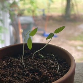 Photo of the plant species Cherry Tomato by @PetWarnockia95 named Michelle Branch on Greg, the plant care app