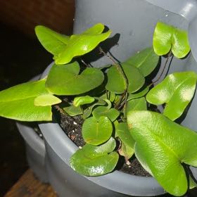 Photo of the plant species Acrostichum Aureum by @BusyBlue15 named Denali on Greg, the plant care app