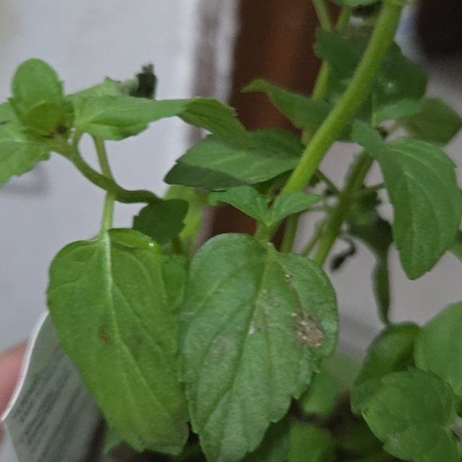 Photo of the plant species Watermint by @MaternalHoya95 named Mentita on Greg, the plant care app