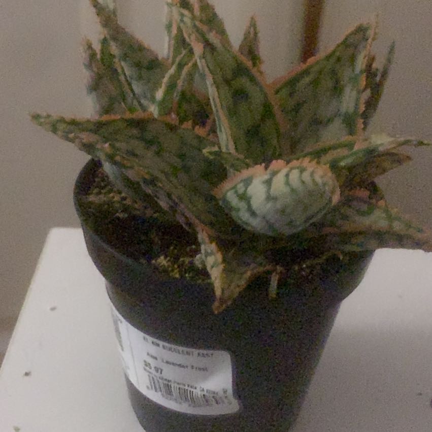 Photo of the plant species Aloe 'Lavender Frost' by @ZestfulCatnip31 named Snowman on Greg, the plant care app