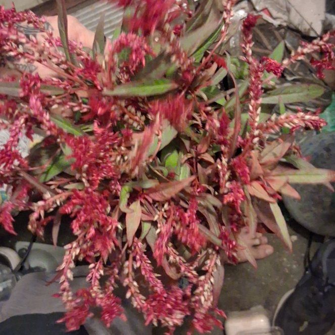 Photo of the plant species Dragons Breath by @PiousBanana70 named Captain Plant-it on Greg, the plant care app
