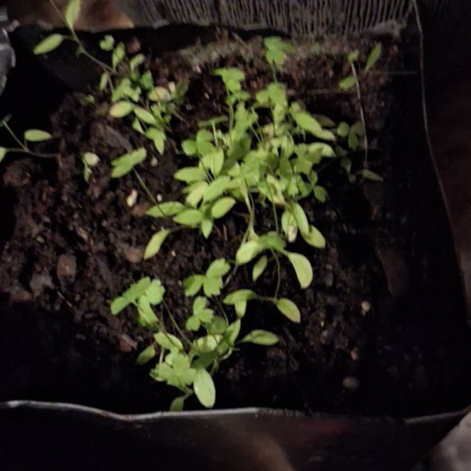 Photo of the plant species Italian Parsley by @PiousBanana70 named Wall-E on Greg, the plant care app