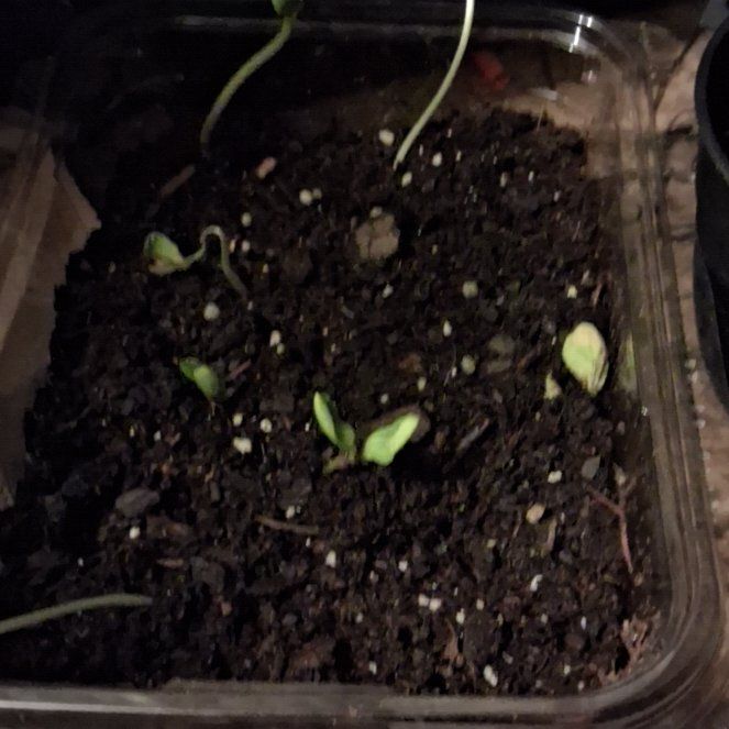 Photo of the plant species Baby Watermelon by @PiousBanana70 named Mando on Greg, the plant care app
