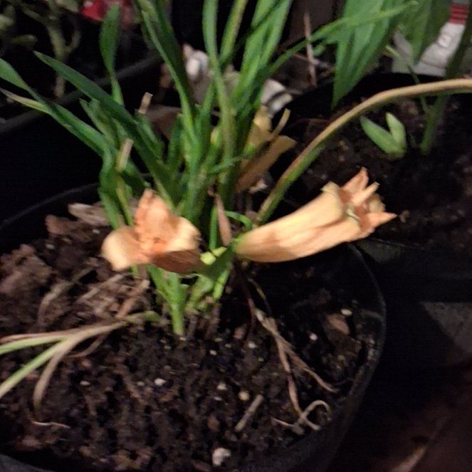 Photo of the plant species Yellow Daylily by @PiousBanana70 named LiloStitch on Greg, the plant care app