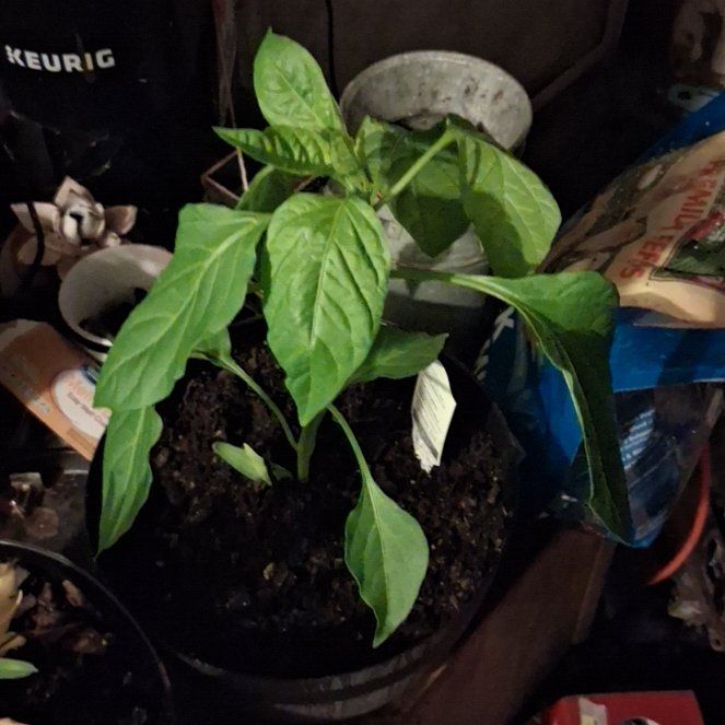 Photo of the plant species Hot Banana Pepper by @PiousBanana70 named Foxxy on Greg, the plant care app