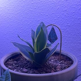 Photo of the plant species Black Star Snake Plant by @FullFeverfew11 named Sanders on Greg, the plant care app