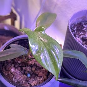 Photo of the plant species Philodendron ghost Mint by @FullFeverfew11 named Cleopatra on Greg, the plant care app