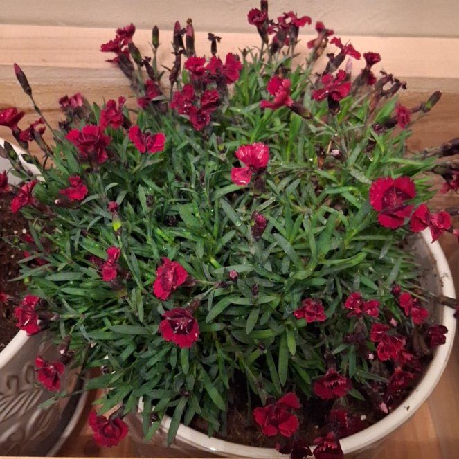 Photo of the plant species Border Carnation by @ProCorn81 named Dolores on Greg, the plant care app