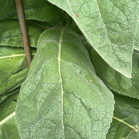 Photo of the plant species Mullein by @ExecutiveLime18 named Michelle Branch on Greg, the plant care app