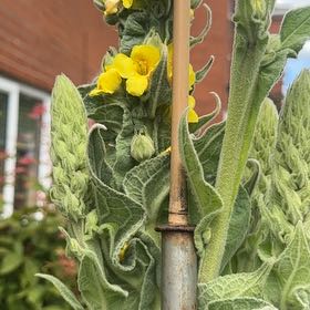 Photo of the plant species Mullein by @ExecutiveLime18 named Nithin on Greg, the plant care app