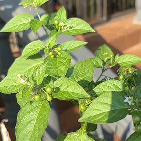 Photo of the plant species American Black Nightshade by @JollyFuscia68 named Hamilton on Greg, the plant care app