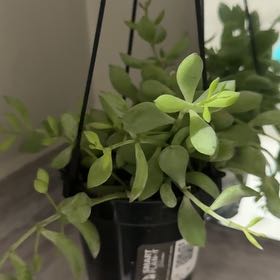 Photo of the plant species Stringy Stonecrop by @AffluentBeans13 named Meow on Greg, the plant care app