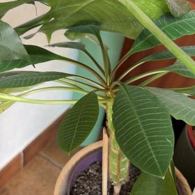 Photo of the plant species Madagascar Jewel by @GracefulTule96 named Keanu Leaves on Greg, the plant care app