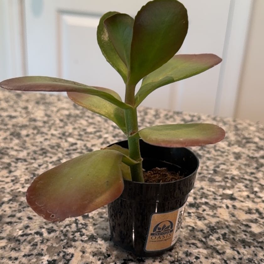 Photo of the plant species Kalanchoe 'Dragonfire' by @IdolNatallily82 named Harper on Greg, the plant care app