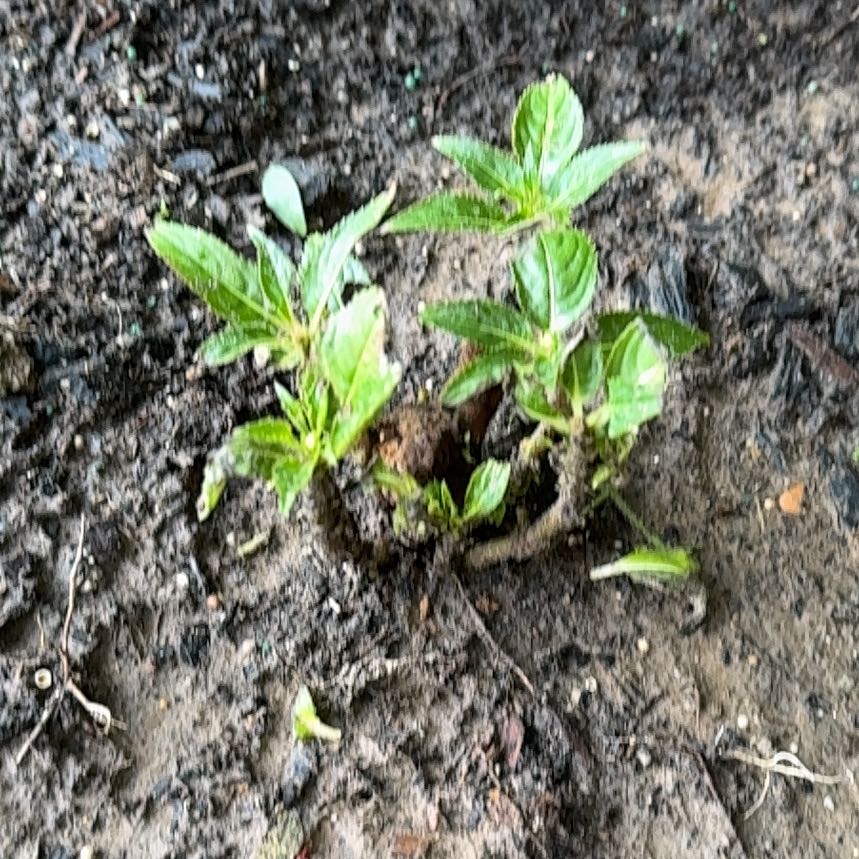 Photo of the plant species Virginia Copperleaf by @GroundedYuzu19 named Dax on Greg, the plant care app