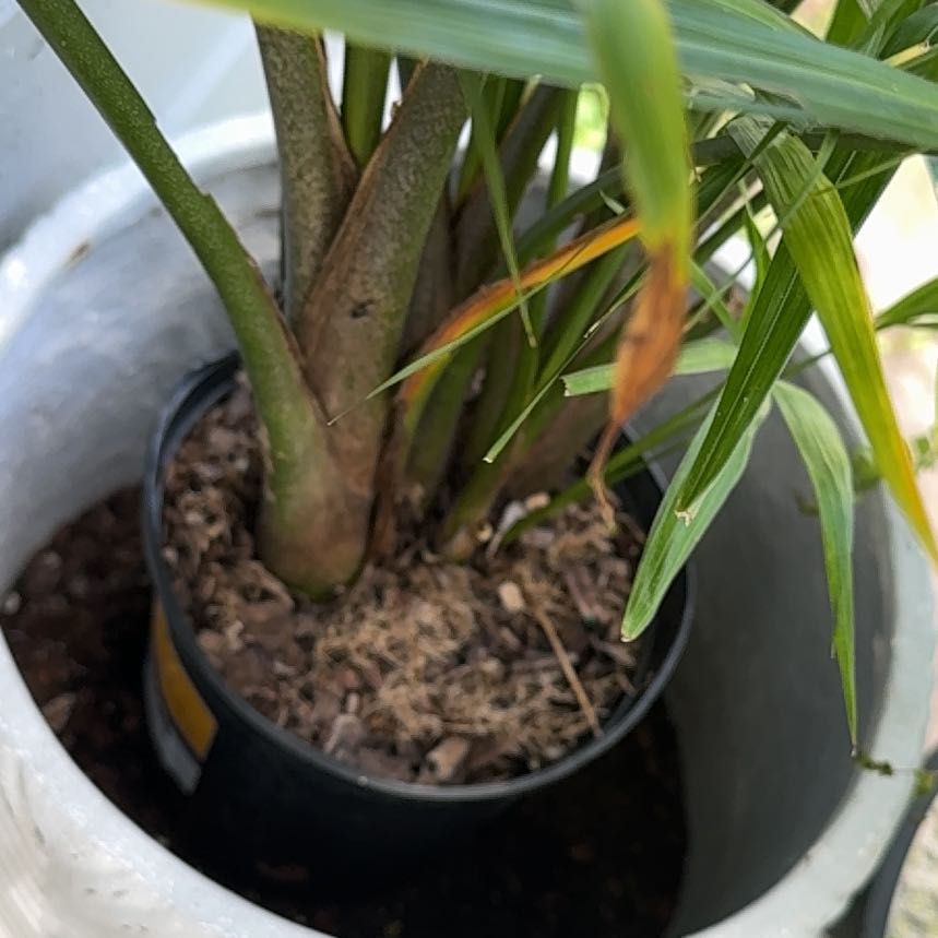 Photo of the plant species Umbrella Papyrus by @GroundedYuzu19 named Einstein on Greg, the plant care app
