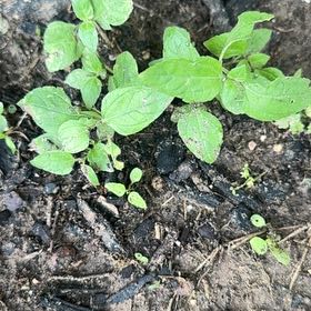 Photo of the plant species Pellitory Of The Wall by @GroundedYuzu19 named Beckham on Greg, the plant care app