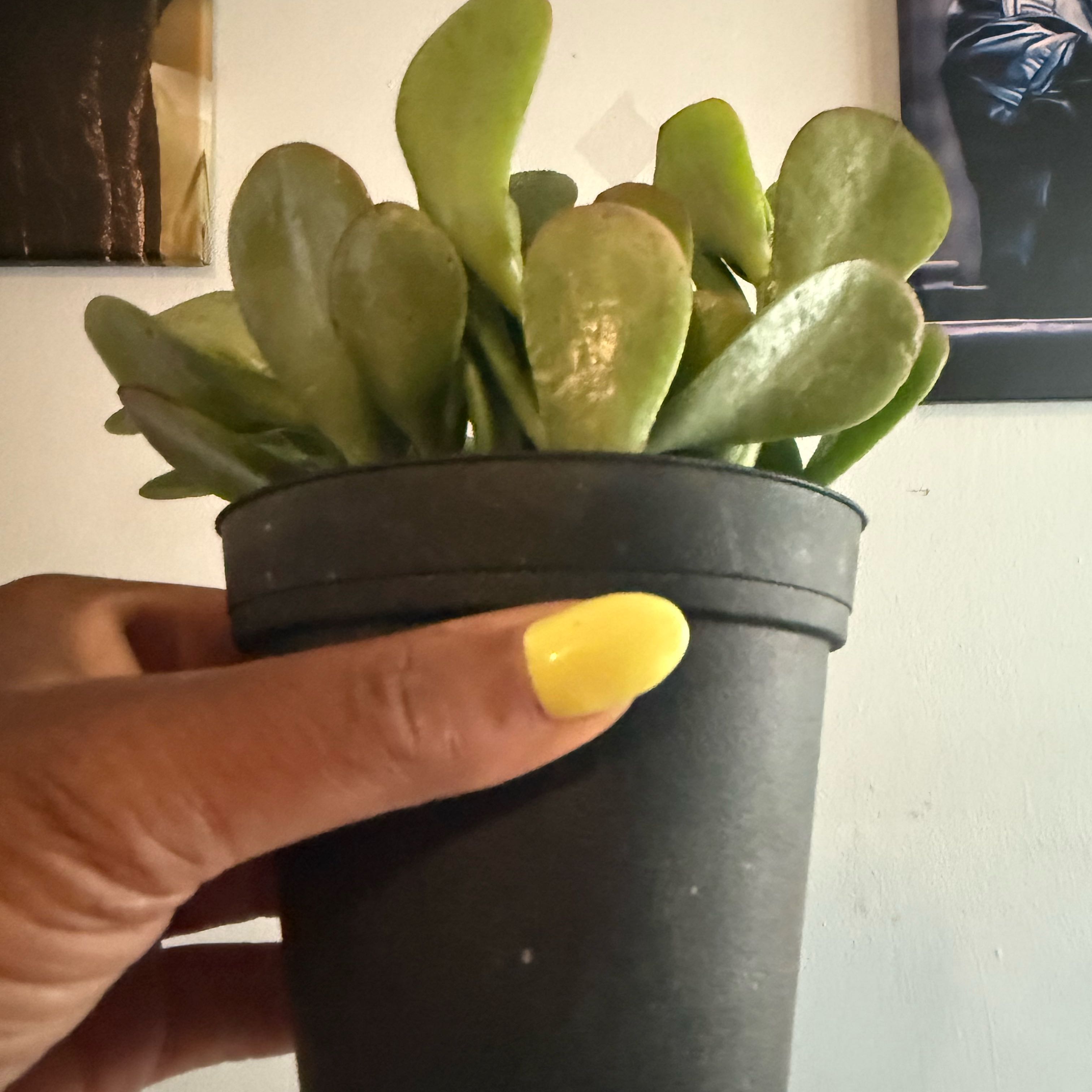 Photo of the plant species Jade Plant by @PinkKinkk named Bijou on Greg, the plant care app