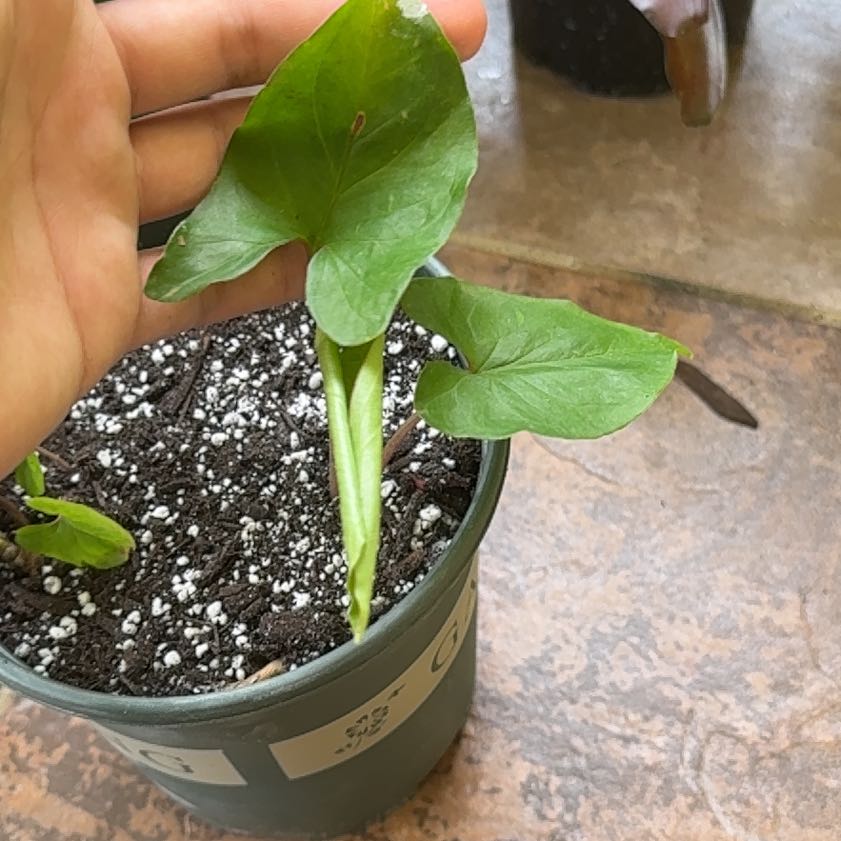 Photo of the plant species Green Arrow-Arum by @LivelyPlain92 named Lebron on Greg, the plant care app