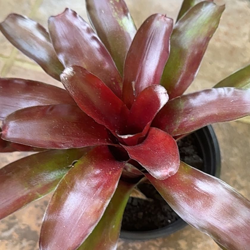 Photo of the plant species Bromeliad by @LivelyPlain92 named Coco on Greg, the plant care app