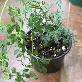 Photo of the plant species Garden Rue by @LivelyPlain92 named Lavender on Greg, the plant care app