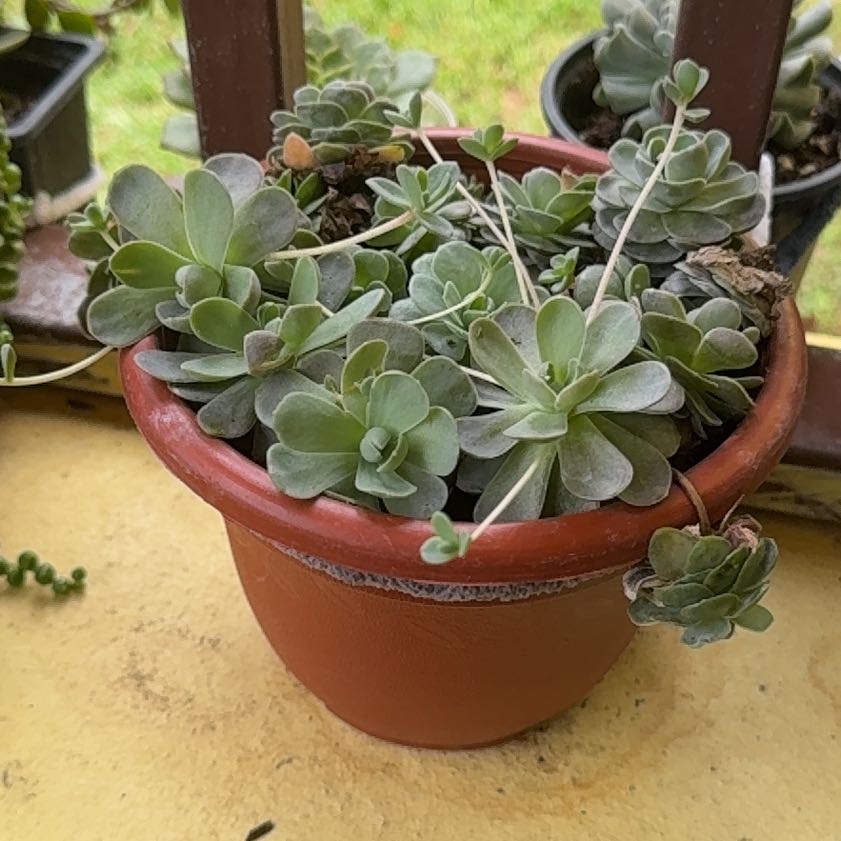 Photo of the plant species Orostachys iwarenge by @LivelyPlain92 named Sanders on Greg, the plant care app