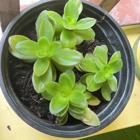 Photo of the plant species Crassula capitella 'Campfire' by @LivelyPlain92 named James Dean on Greg, the plant care app