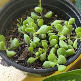 Photo of the plant species ruby necklace by @LivelyPlain92 named Nithin on Greg, the plant care app