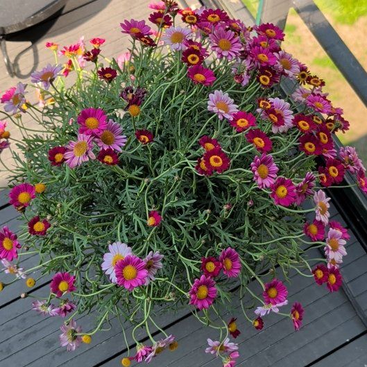 Photo of the plant species Paris Daisy by @MerryDeerfern87 named Dax on Greg, the plant care app