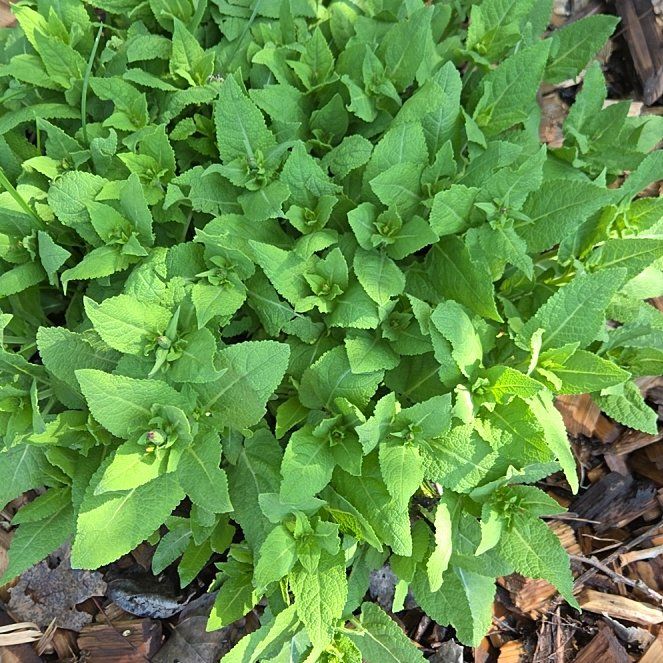Photo of the plant species Meadow Sage by @LuxuryBroom named Kardashian on Greg, the plant care app