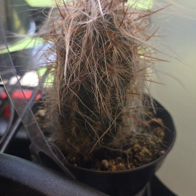 Photo of the plant species Old Man of the Andes by @GregariousGrass named Albert on Greg, the plant care app