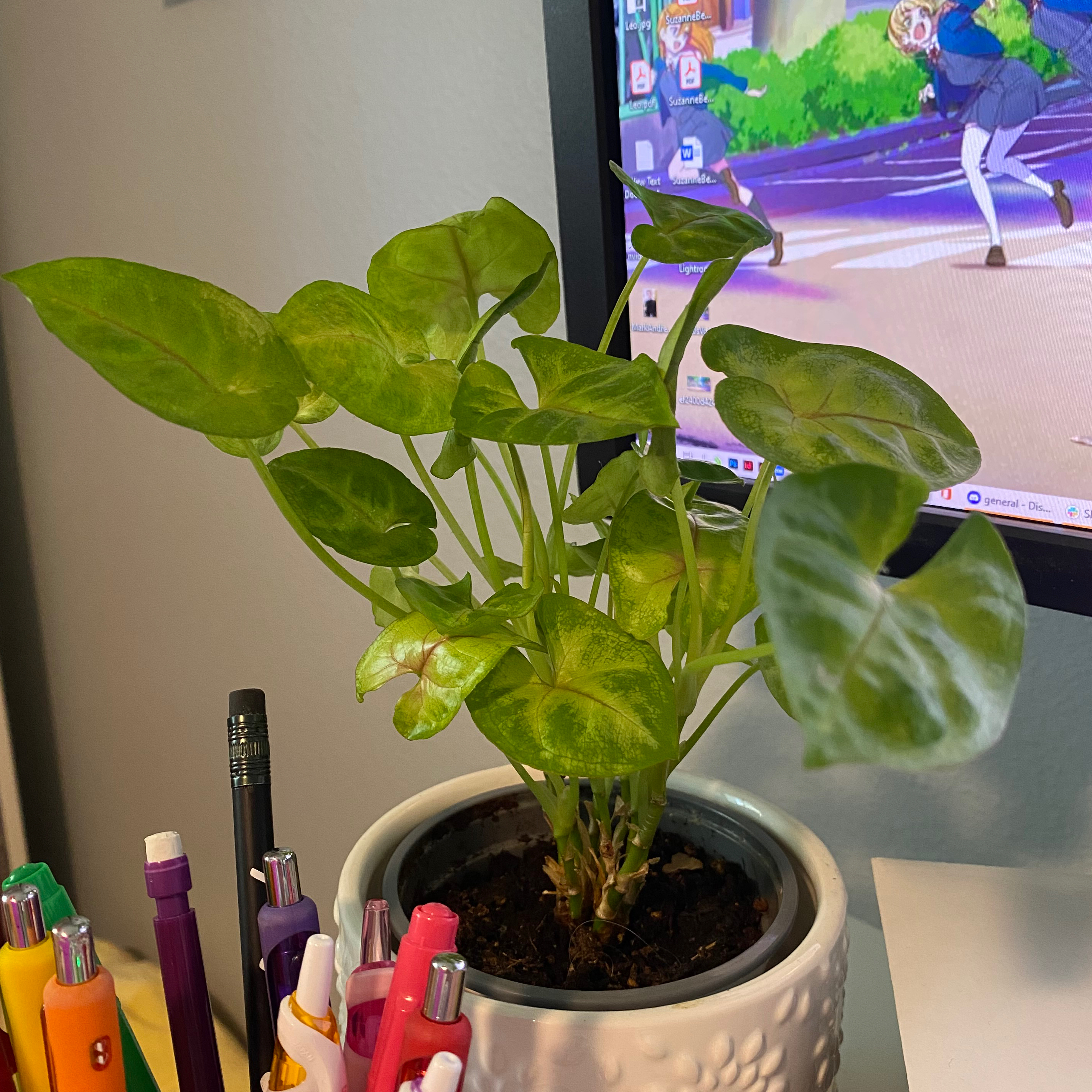 Red Heart plant photo by @sparklepipsi named Midori on Greg, the plant care app.
