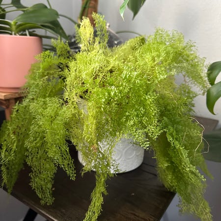 Photo of the plant species Cotton Candy Fern by @sparklepipsi named Fenbrose on Greg, the plant care app