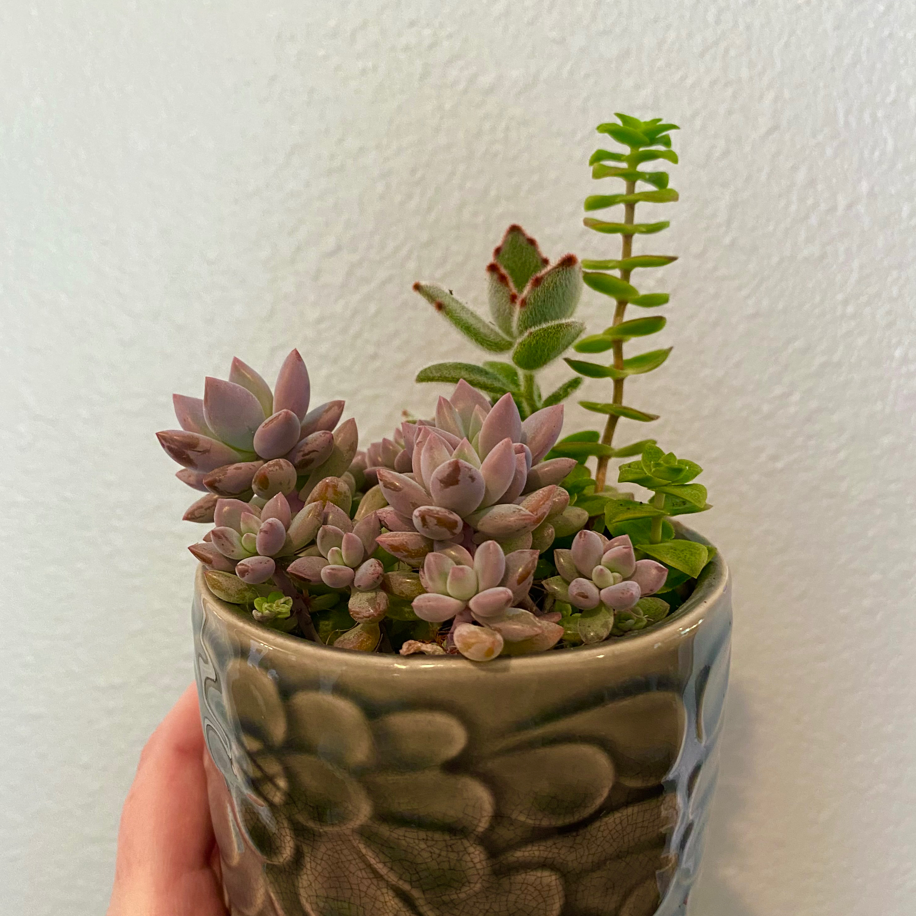 Potted Pachyphytum 'Moon Silver' succulent with healthy, plump leaves.