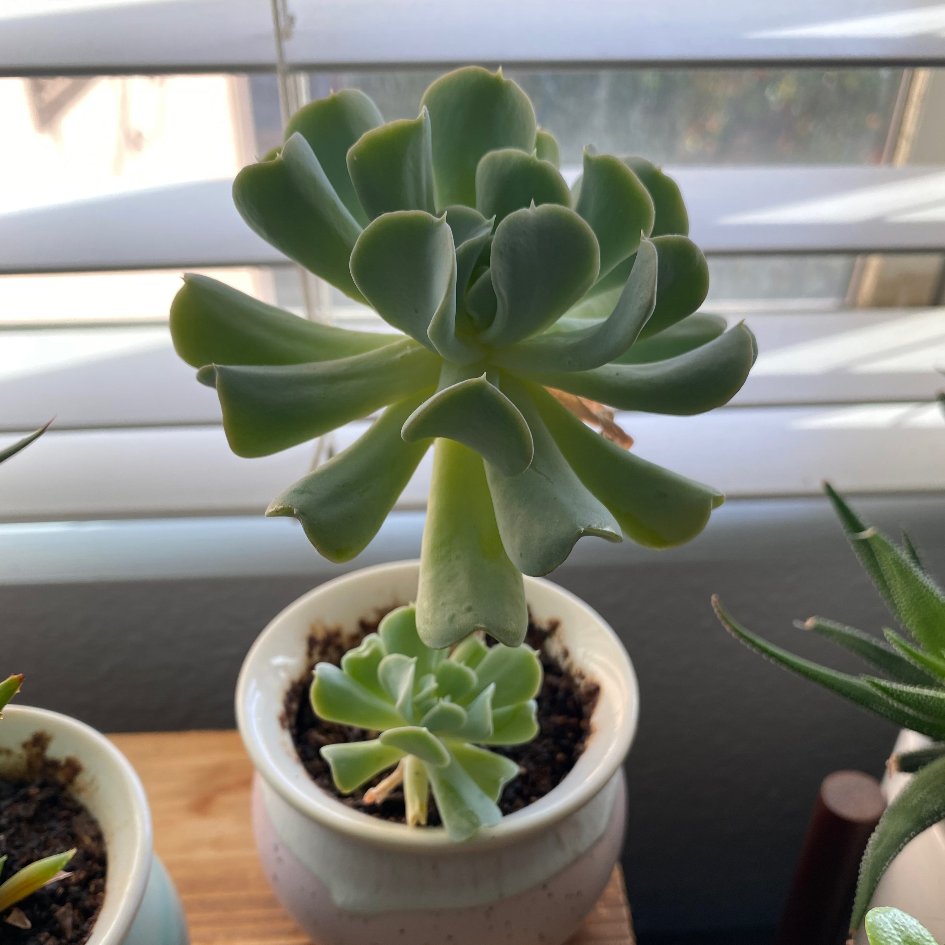 Photo of the plant species Echeveria 'Topsy Turvy' by @sparklepipsi named Topsy on Greg, the plant care app