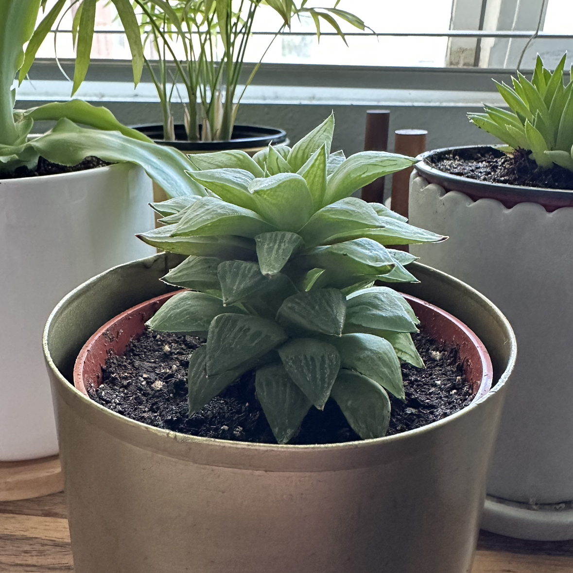 Healthy Cathedral Window Haworthia plant in a pot with visible soil.