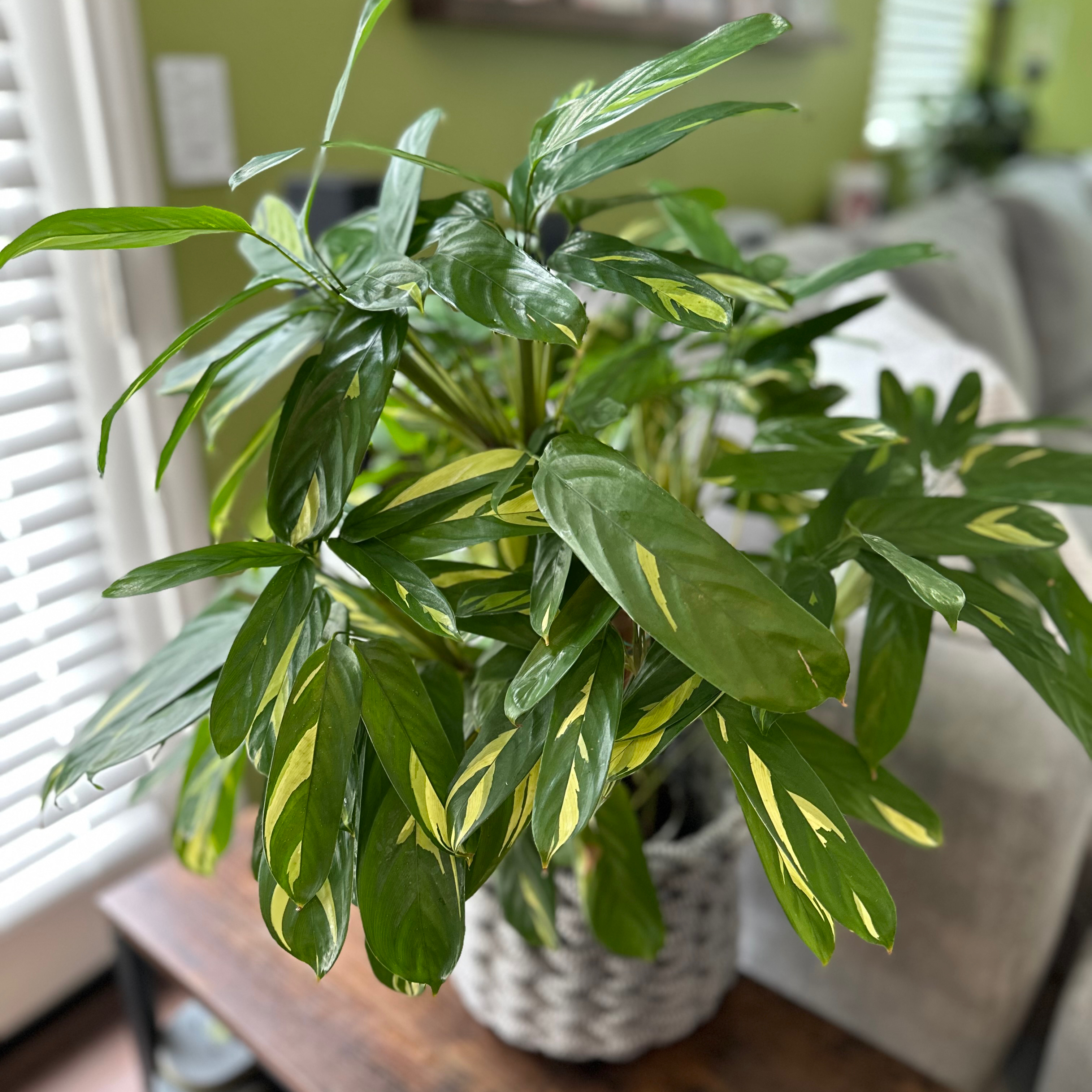 Photo of the plant species Golden Mosaic Plant by @sparklepipsi named Symboli Rudolf on Greg, the plant care app