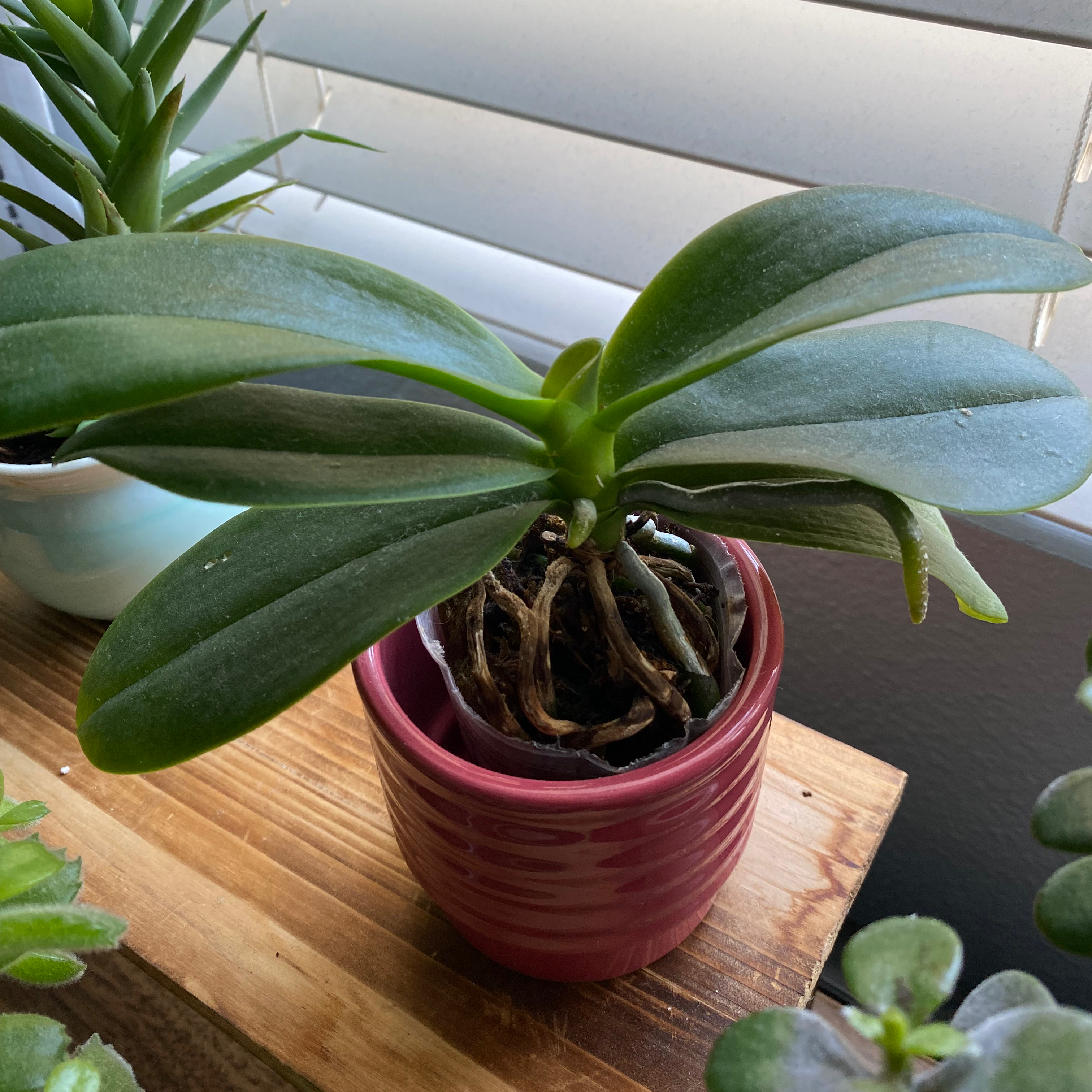 Mini Phalaenopsis Orchid in a pink pot with green leaves, other plants in background.