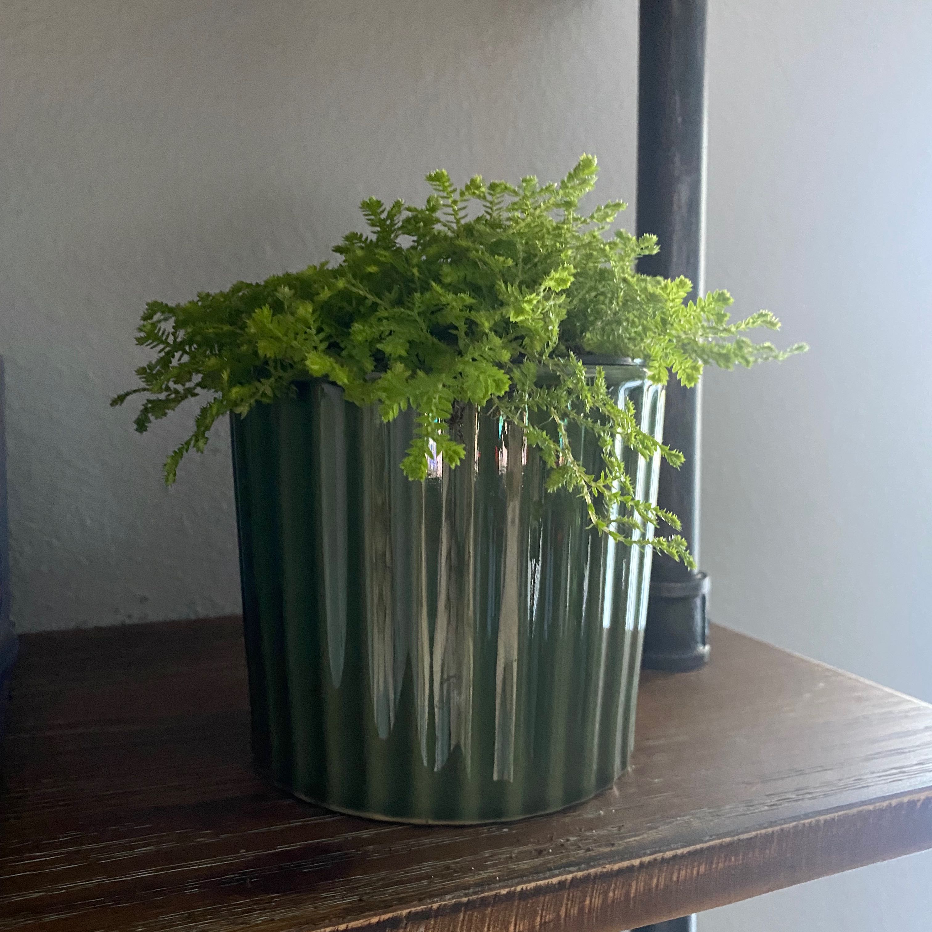 A healthy, lush Selaginella kraussiana plant with vibrant green fern-like foliage, cascading over the sides of a metallic green planter.
