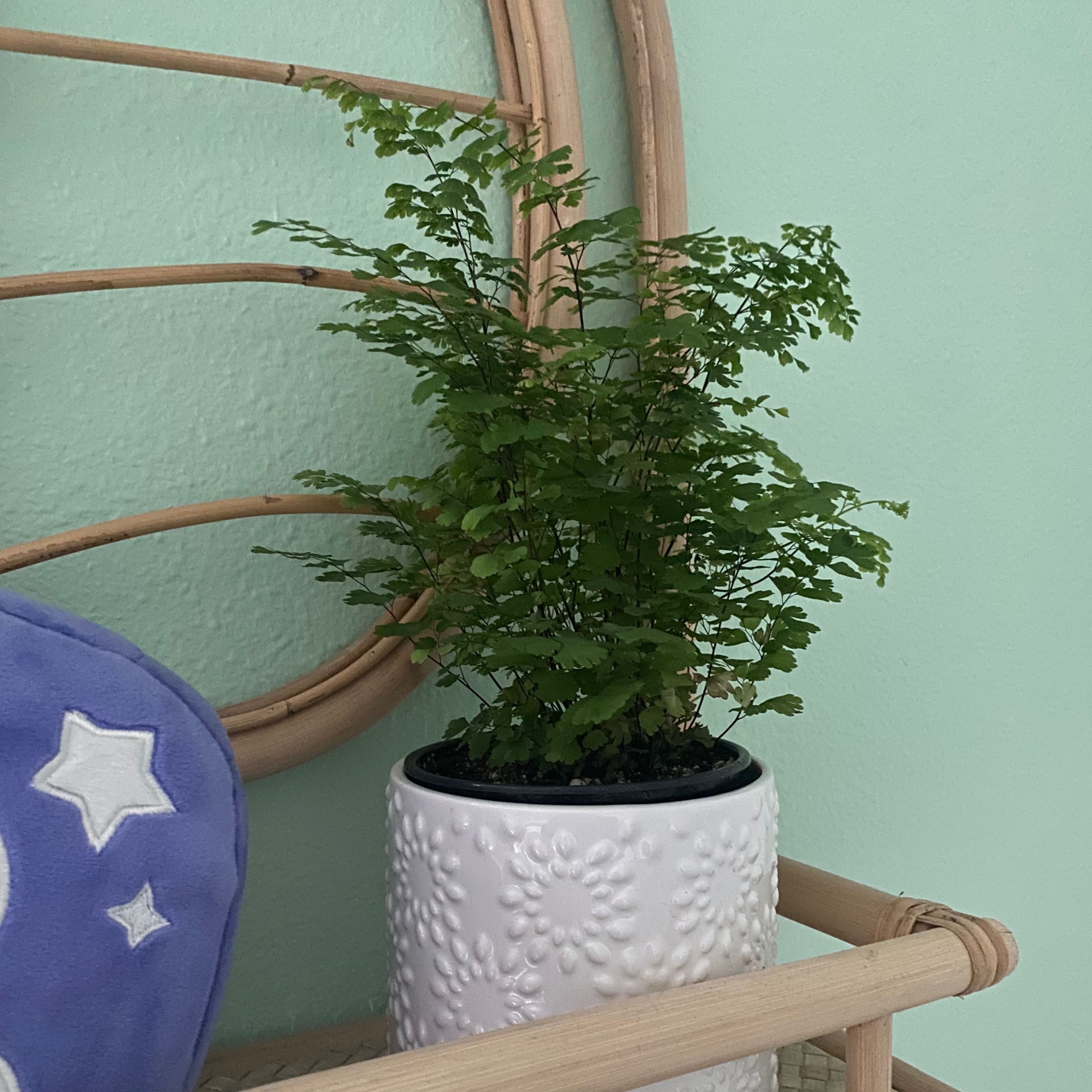 Maidenhair Fern in a white textured pot with a light green wall background.